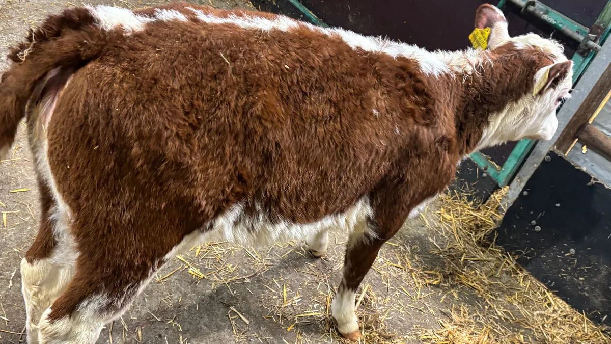 ⭐️ Red Roan Whitehead Heifer Calf ⭐️ - Image 2