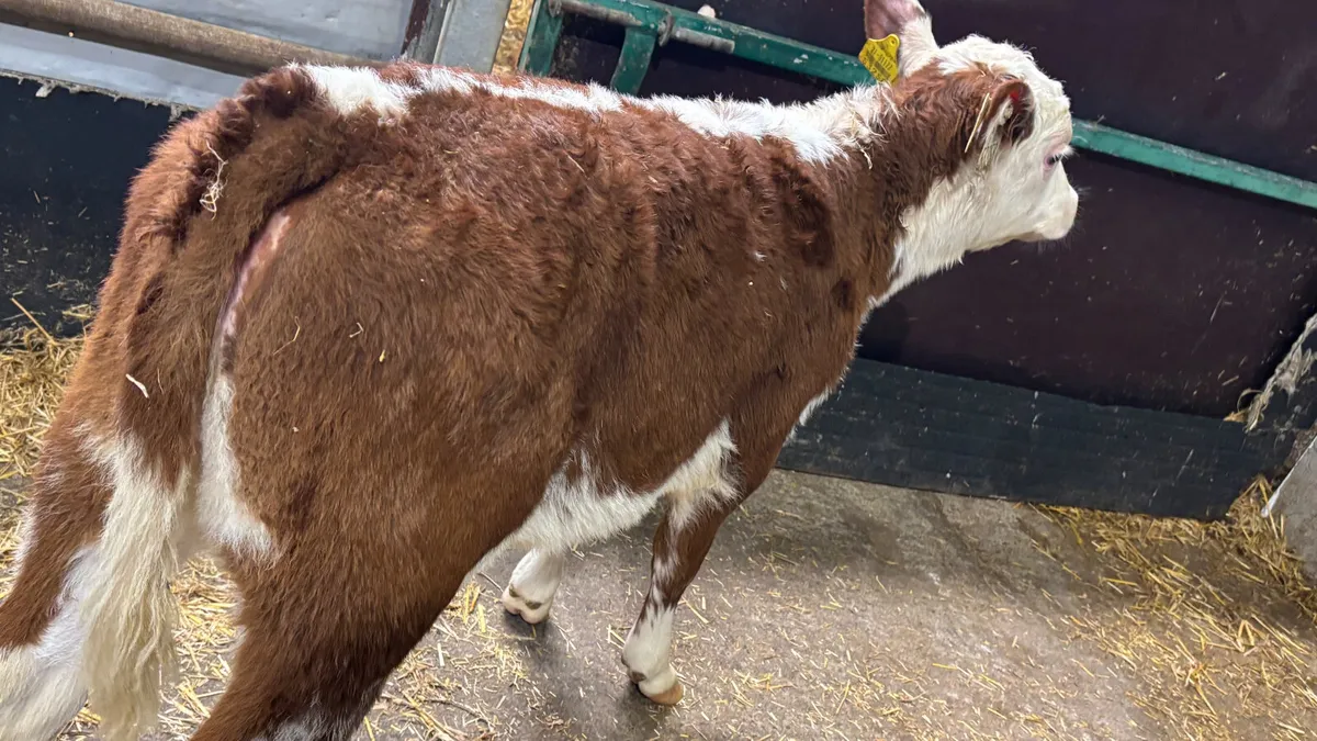 ⭐️ Red Roan Whitehead Heifer Calf ⭐️ - Image 4