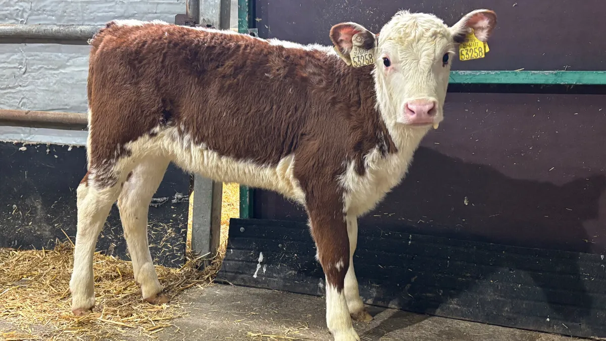 ⭐️ Red Roan Whitehead Heifer Calf ⭐️ - Image 1