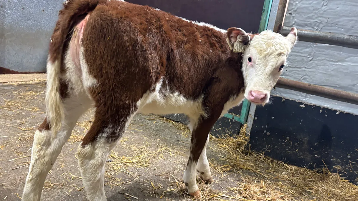 ⭐️ Red Roan Whitehead Heifer Calf ⭐️ - Image 3