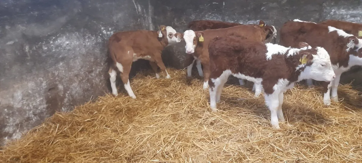 6 Super Red White Head Heifer Calf’s For Sale - Image 3