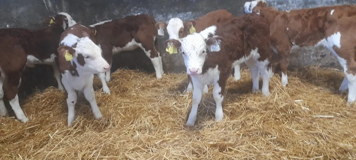6 Super Red White Head Heifer Calf’s For Sale - Image 4