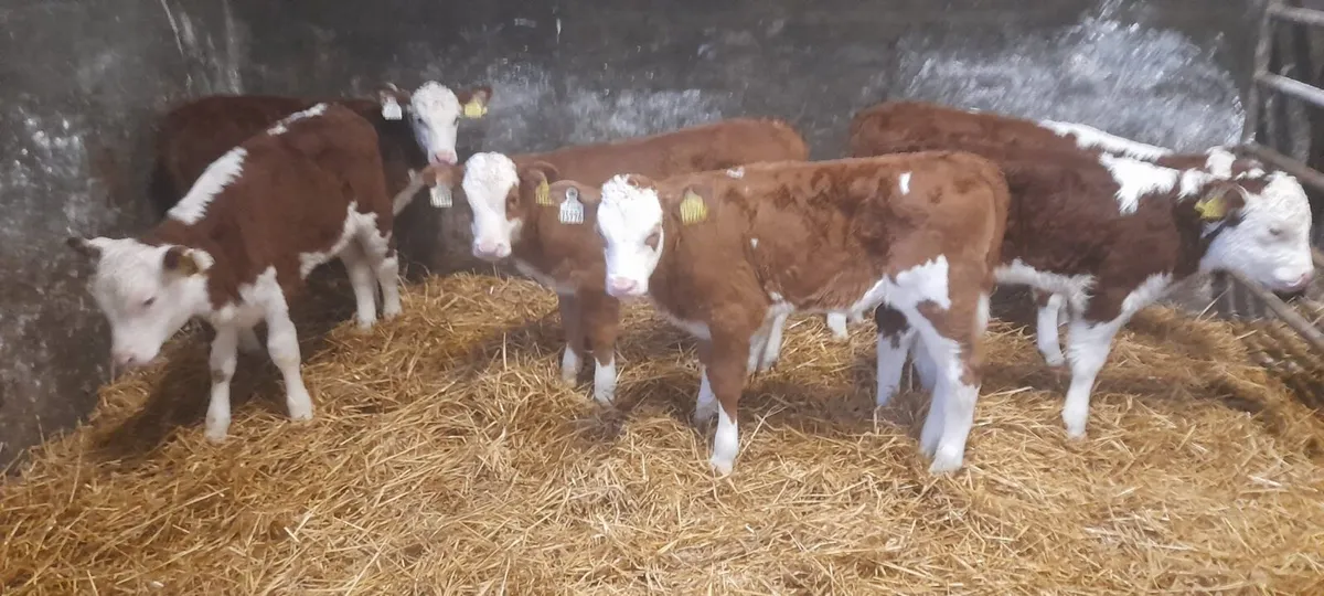 6 Super Red White Head Heifer Calf’s For Sale - Image 2