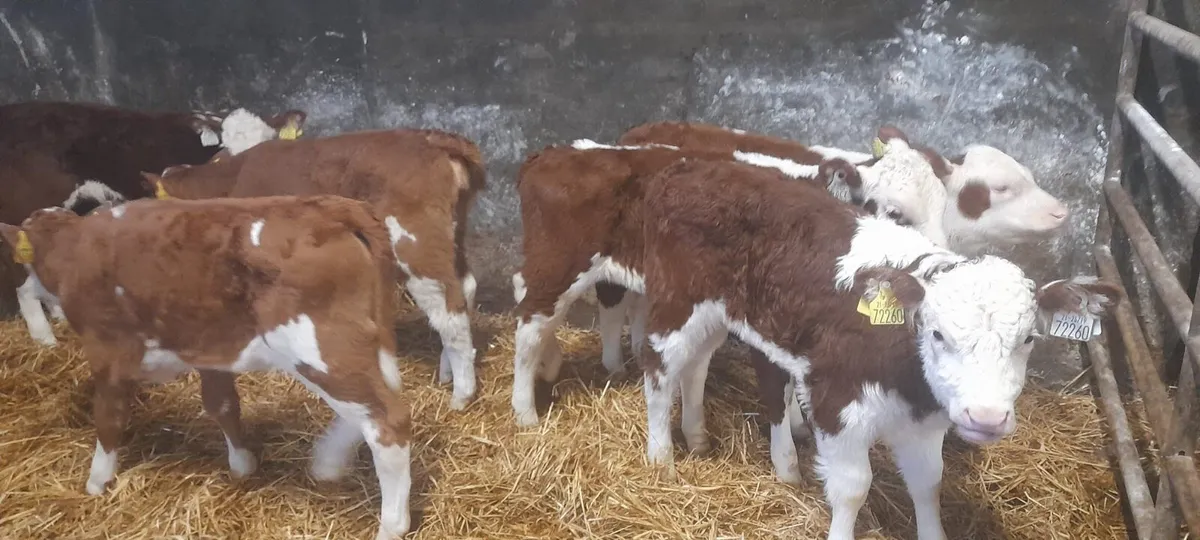 6 Super Red White Head Heifer Calf’s For Sale - Image 1