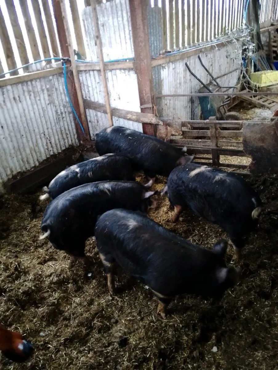 Sandy black cross kune kune pigs - Image 1