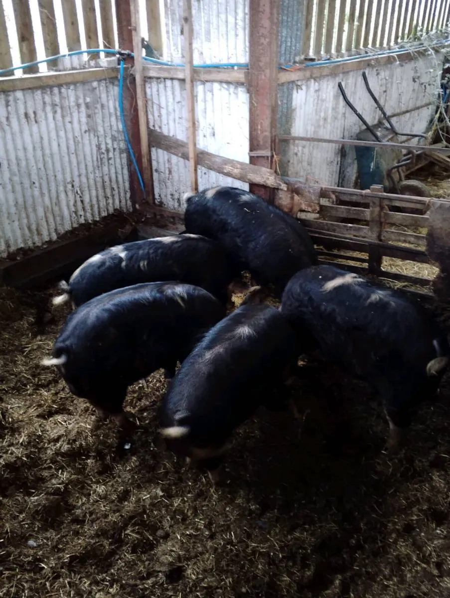Sandy black cross kune kune pigs - Image 2