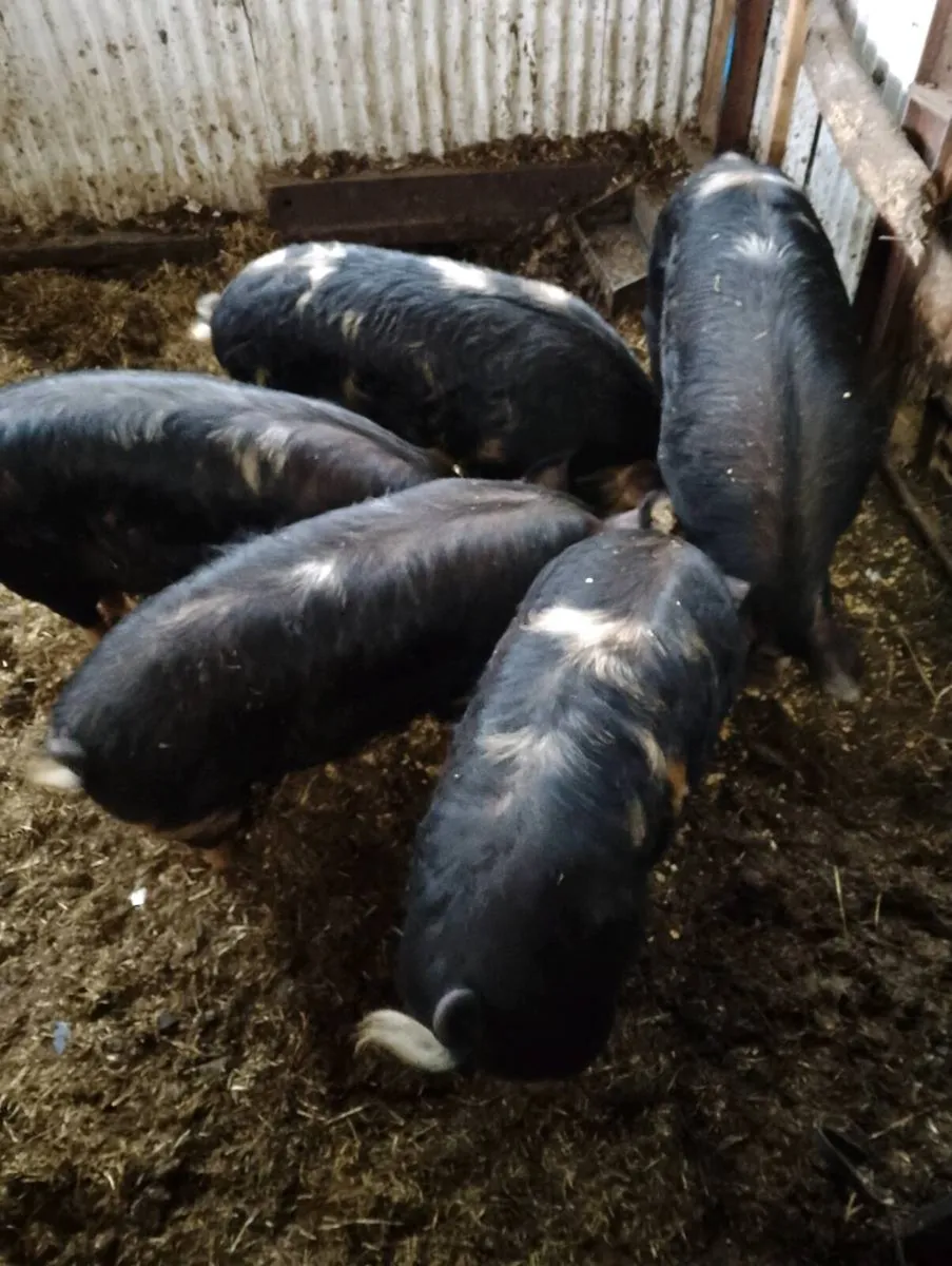 Sandy black cross kune kune pigs - Image 3