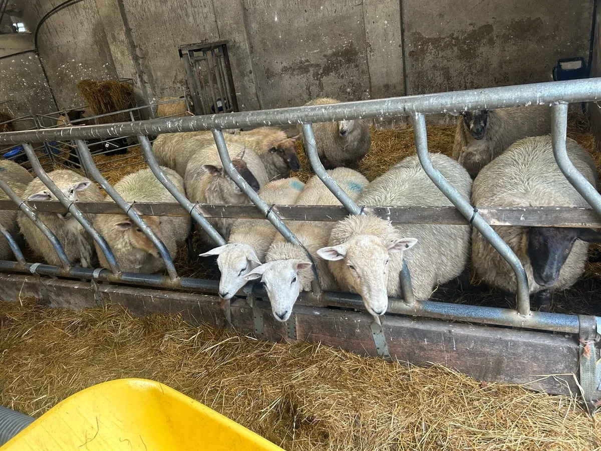 Organic Hoggets - Image 2