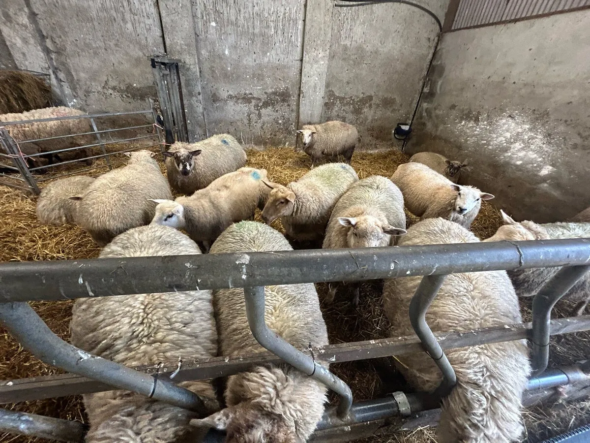 Organic Hoggets - Image 3