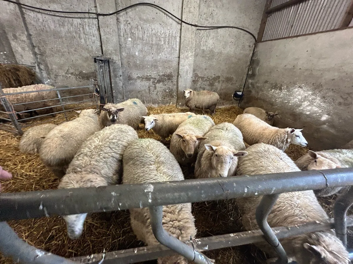 Organic Hoggets - Image 4