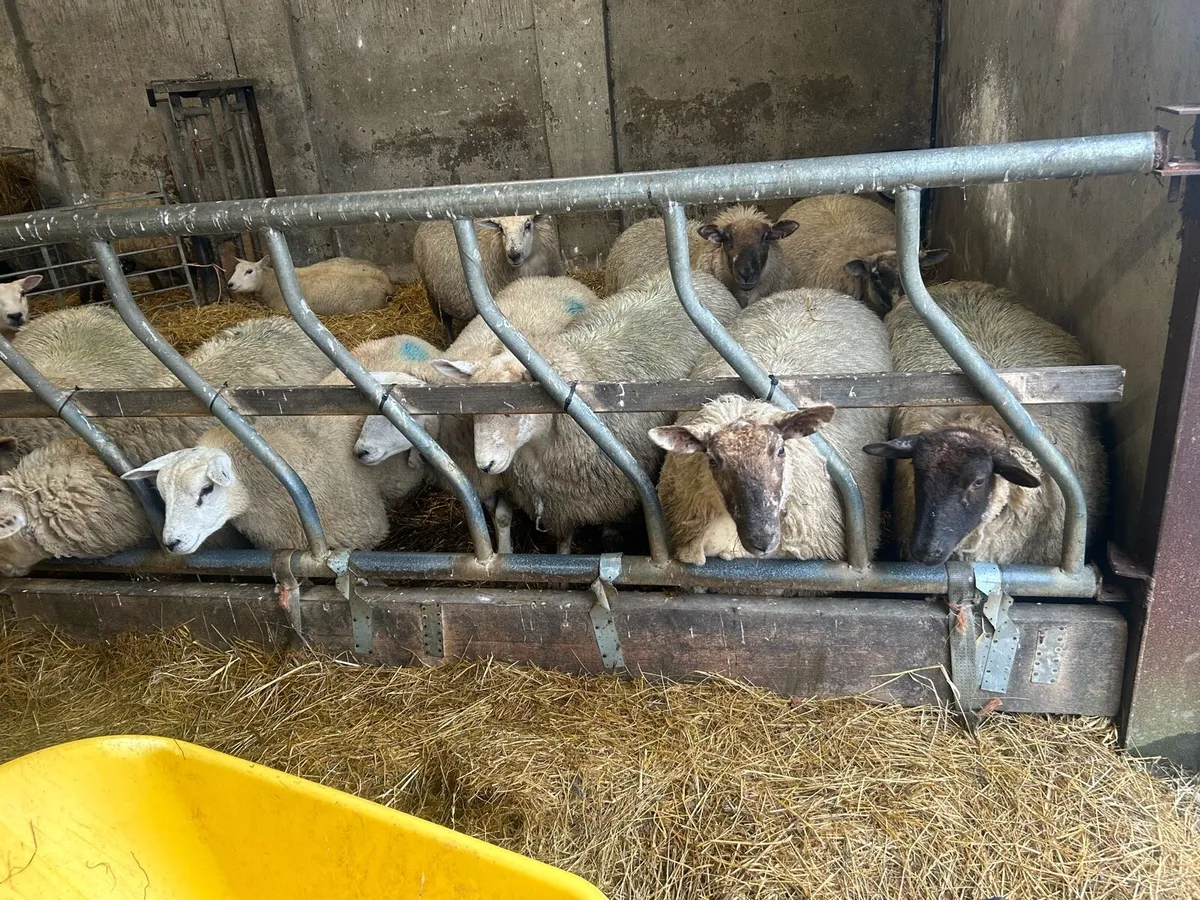 Organic Hoggets - Image 1