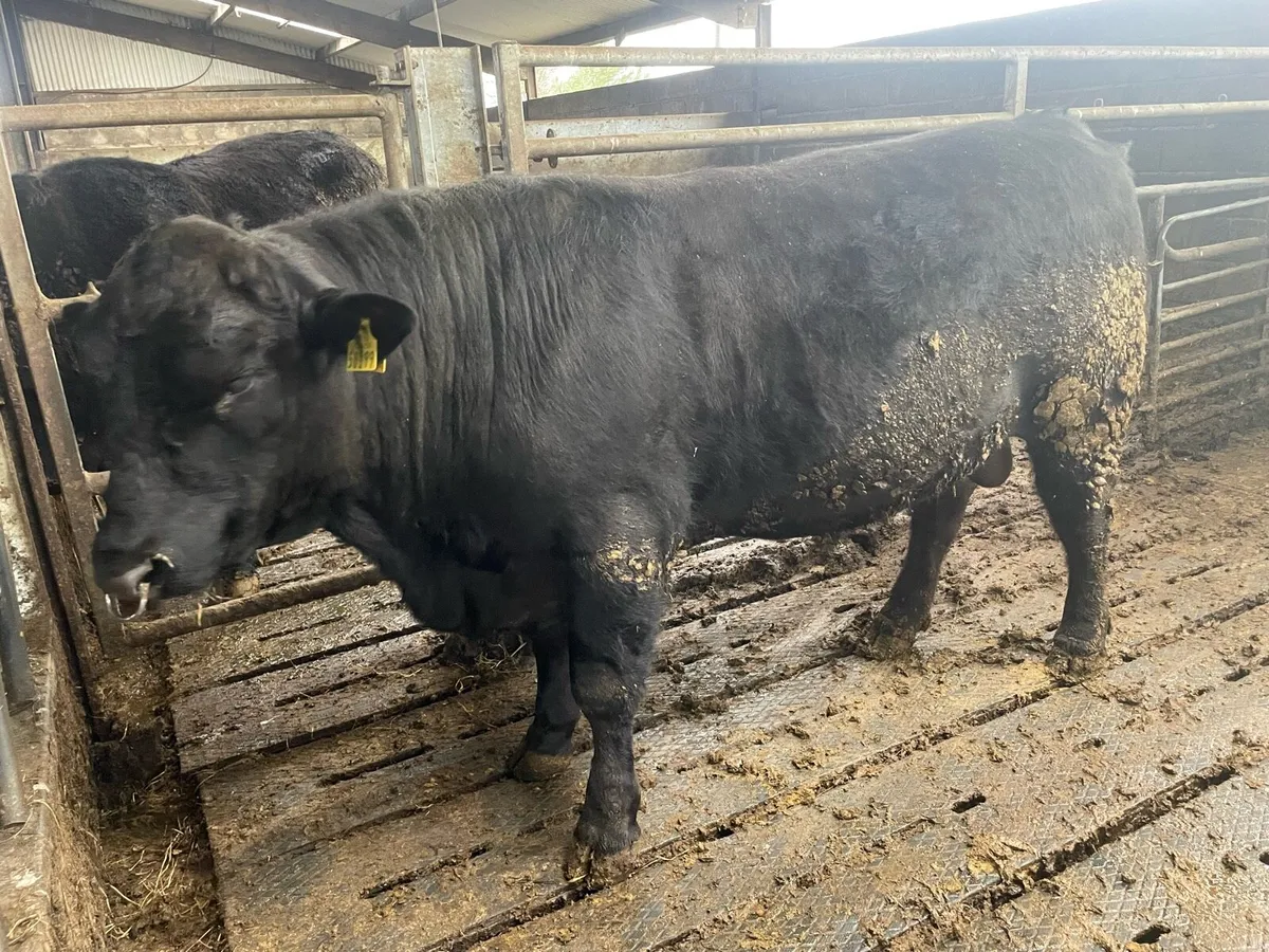 Pedigree Angus Bull