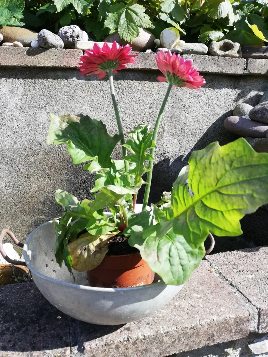 Vintage Enamel Enamelware Colander Strainer with 2 - Image 1