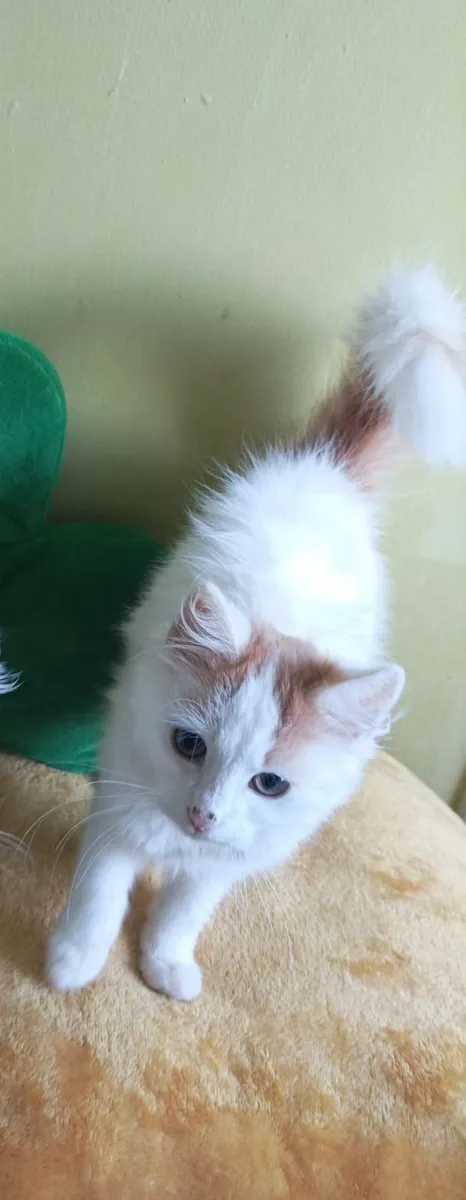 Turkish Van ♥️Kittens♥️ - Image 2