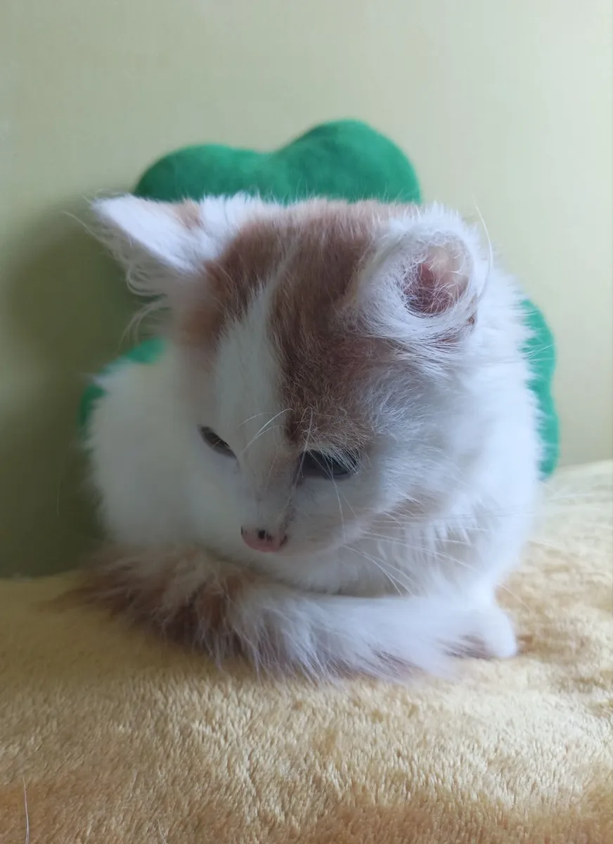 Turkish Van ♥️Kittens♥️ - Image 1