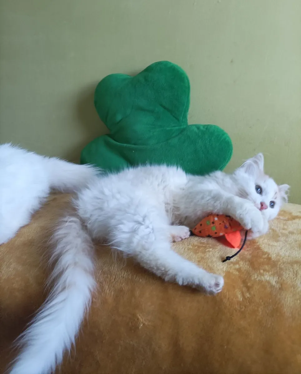 Turkish Van ♥️Kittens♥️ - Image 3