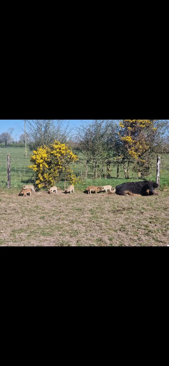 Mangalitsa pig boar and sow and goats - Image 1