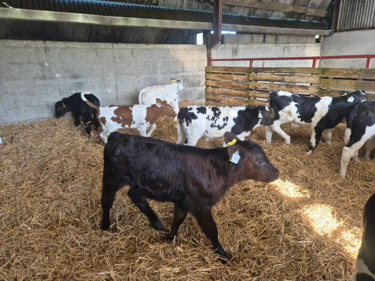 Beef calves for sale - Image 1