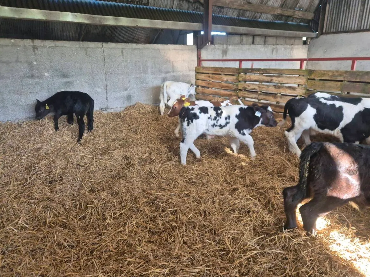 Beef calves for sale - Image 2
