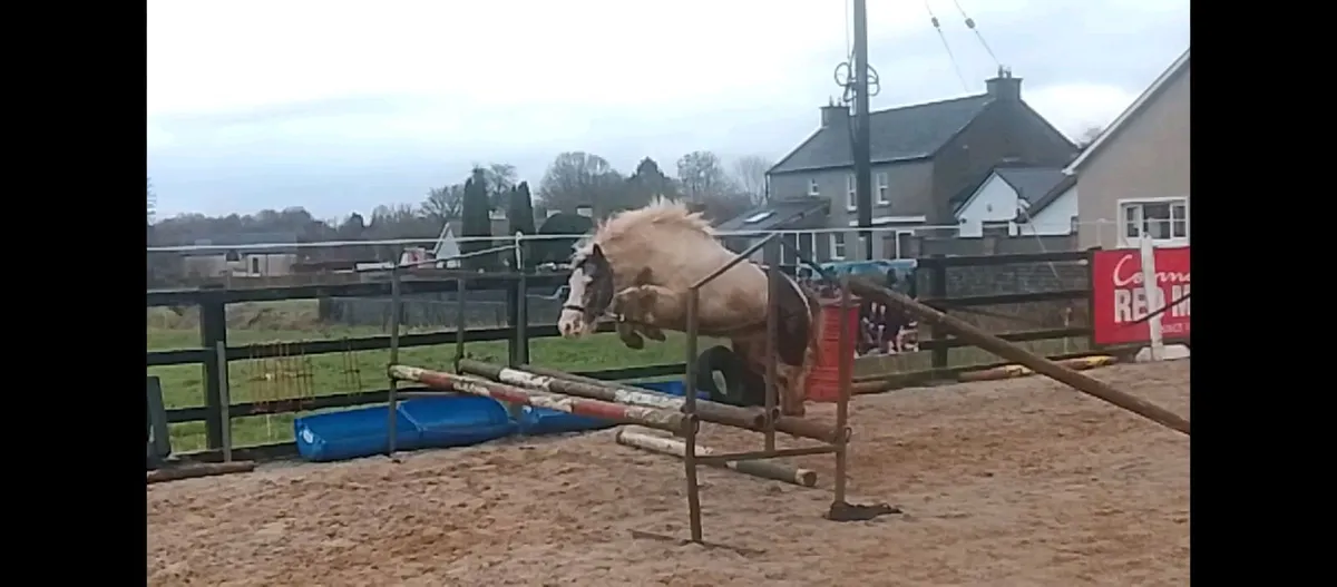 Piebald pony - Image 2