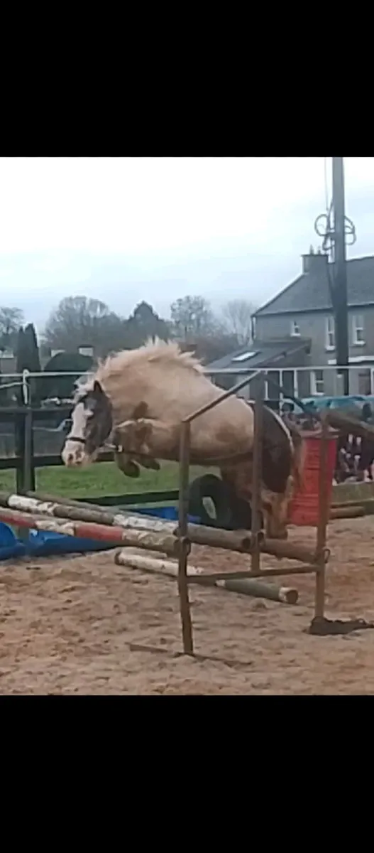 Piebald pony - Image 1