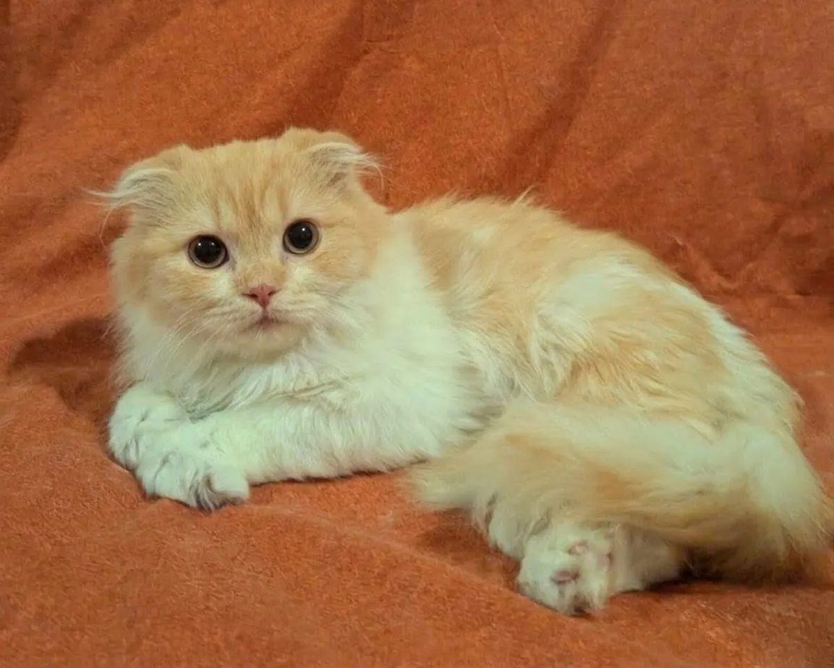 Scottish Longhair Kitten - Image 1