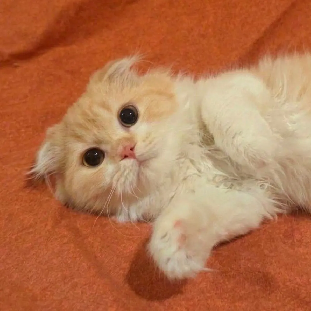 Scottish Longhair Kitten - Image 3