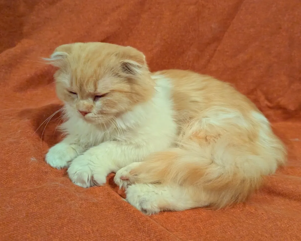 Scottish Longhair Kitten - Image 2