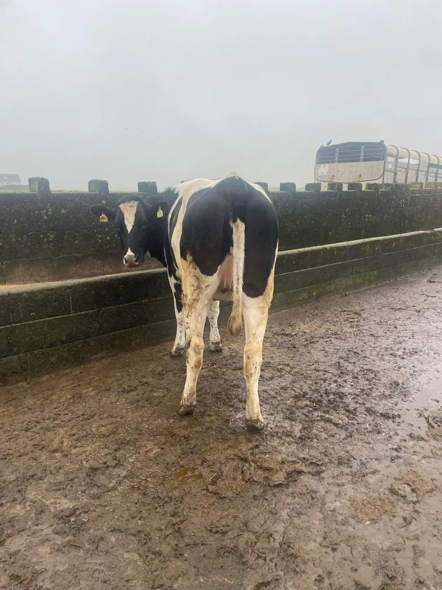 2 maiden hfrs - Image 2