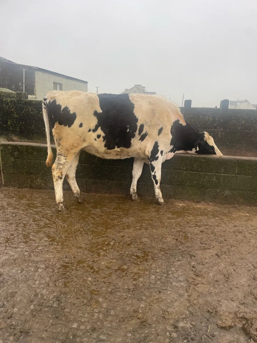 2 maiden hfrs - Image 3