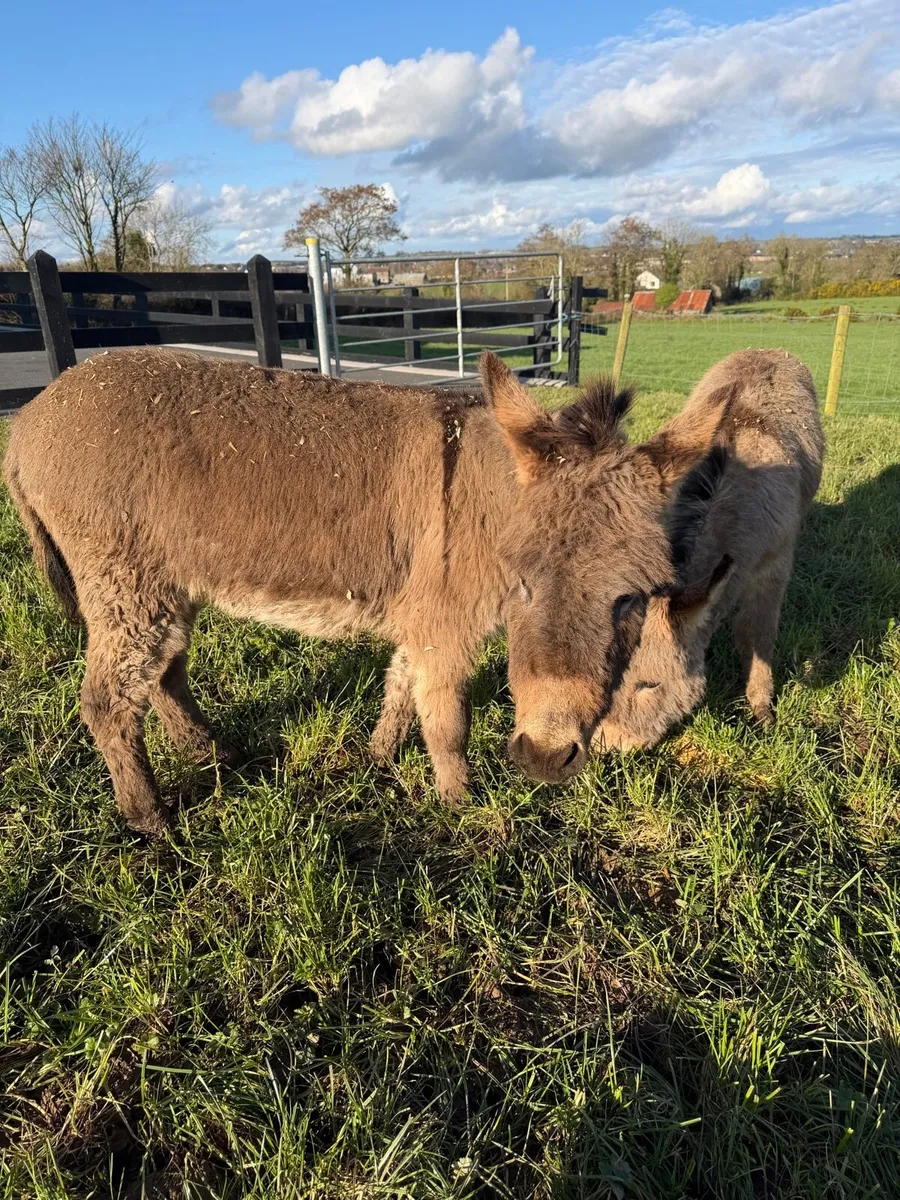 Miniature donkeys for sale - Image 1