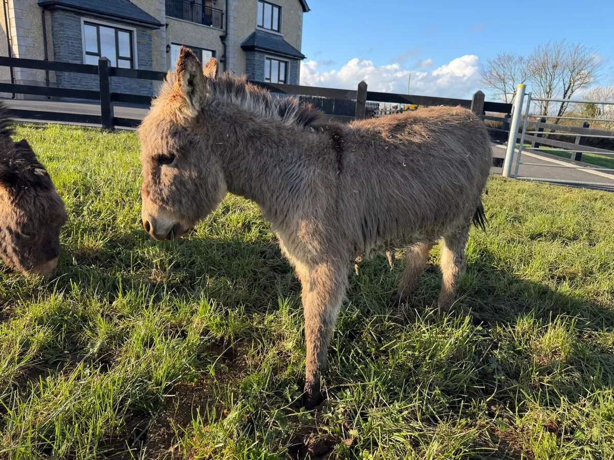 Miniature jack donkeys for sale - Image 1