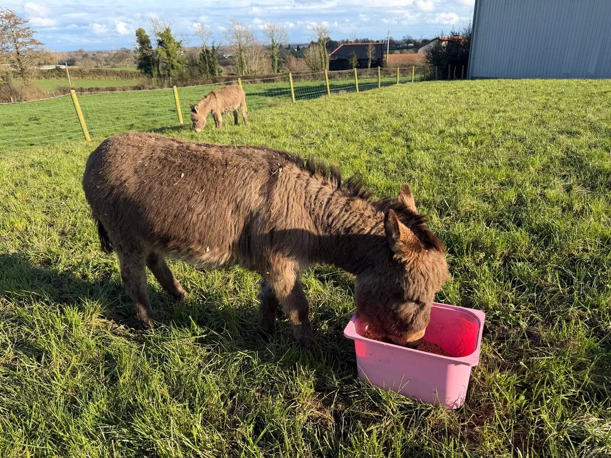 Miniature jack donkeys for sale - Image 2