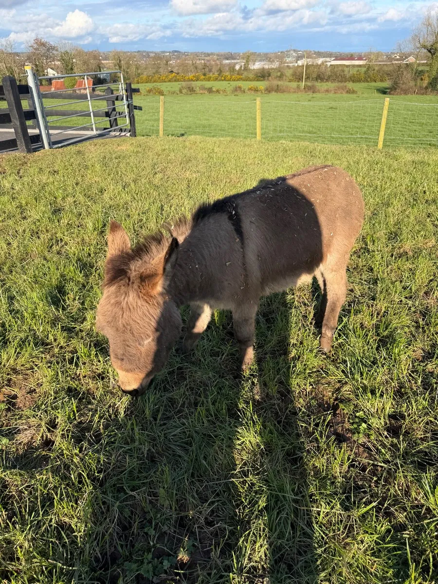 Miniature jack donkeys for sale - Image 3