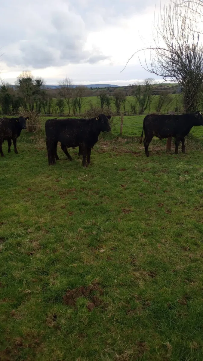 Angus bullocks - Image 1