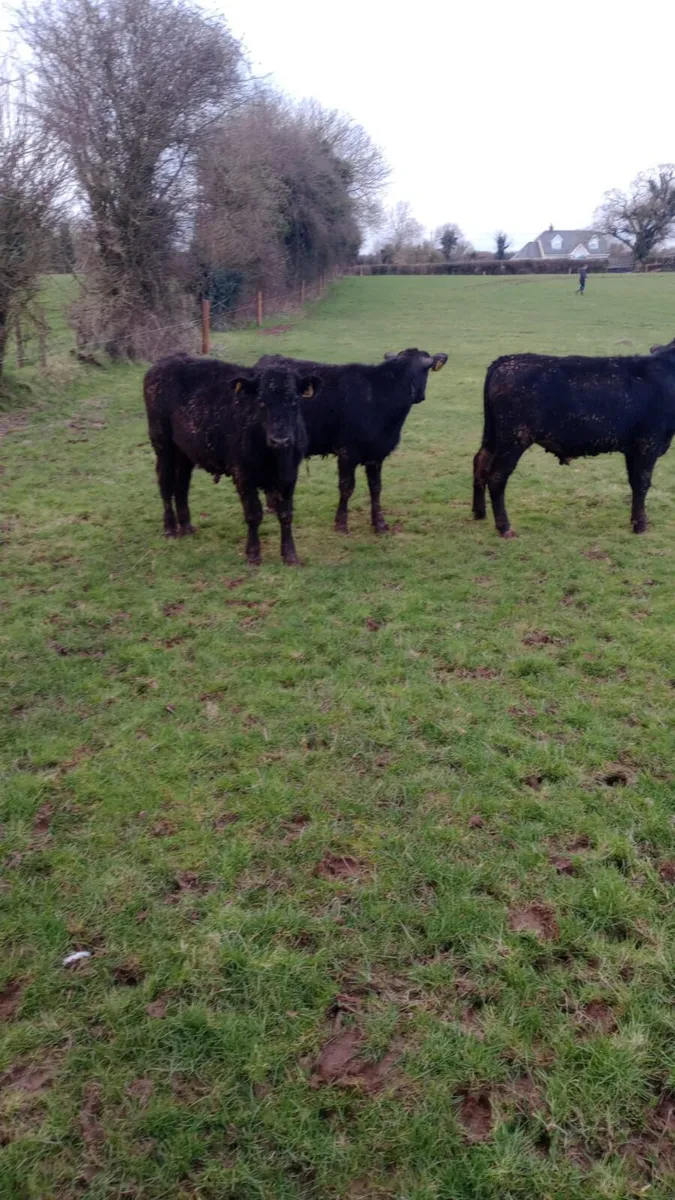 Angus bullocks - Image 3