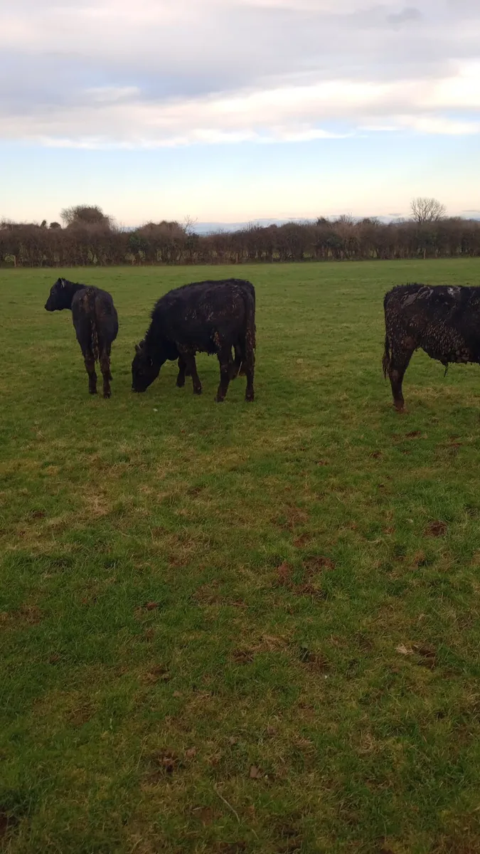 Angus bullocks - Image 2