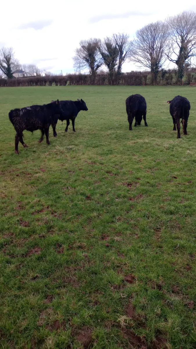 Angus bullocks - Image 4