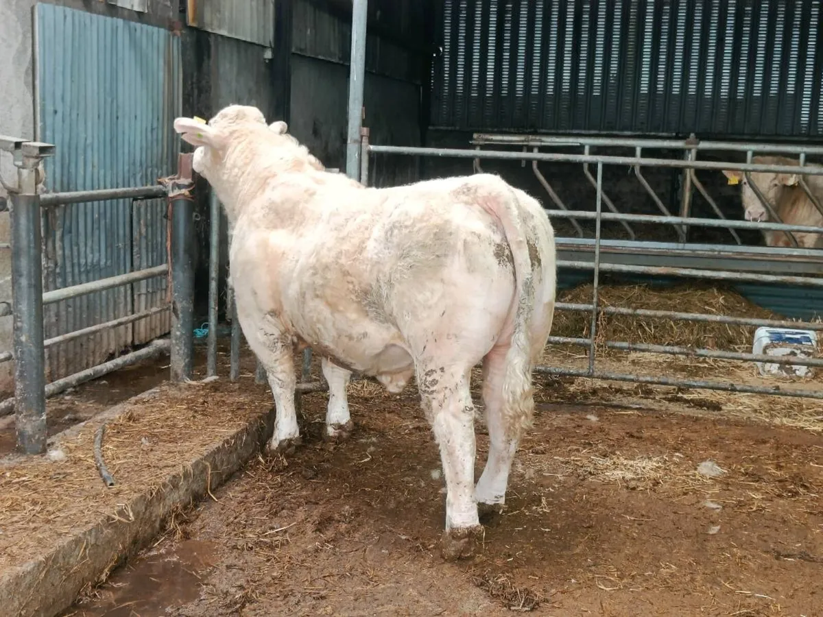 PBR CHAROLAIS BULL - Image 2