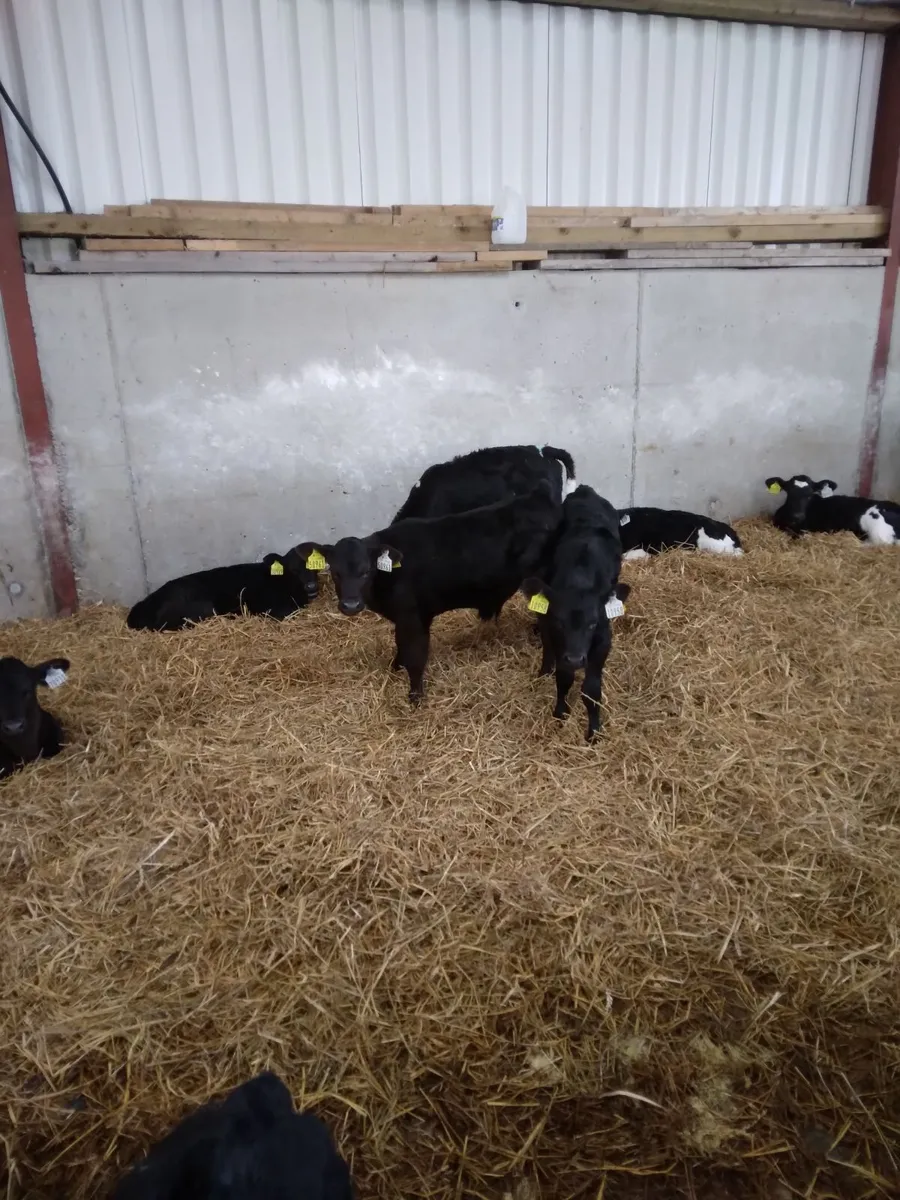 Aberdeen angus heifers - Image 1