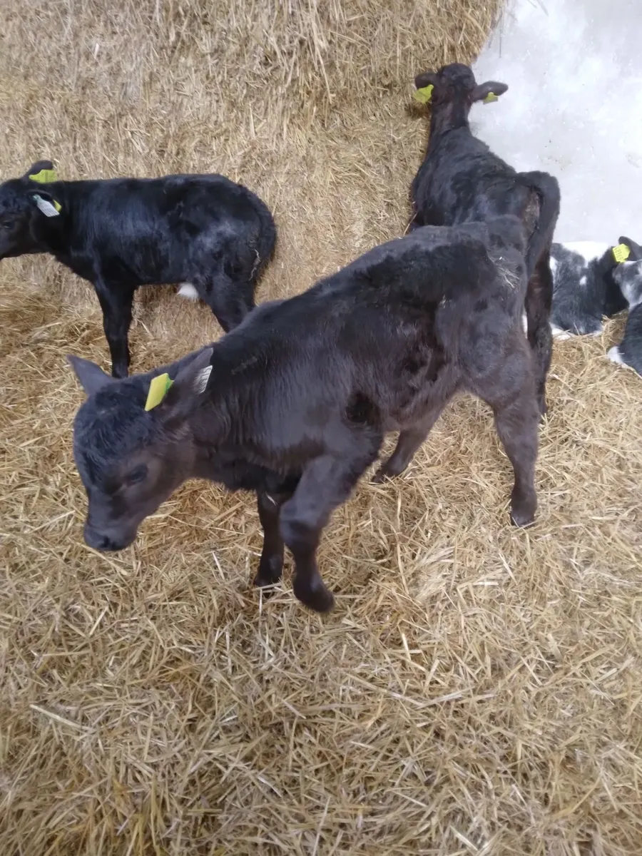 Aberdeen angus heifers - Image 2