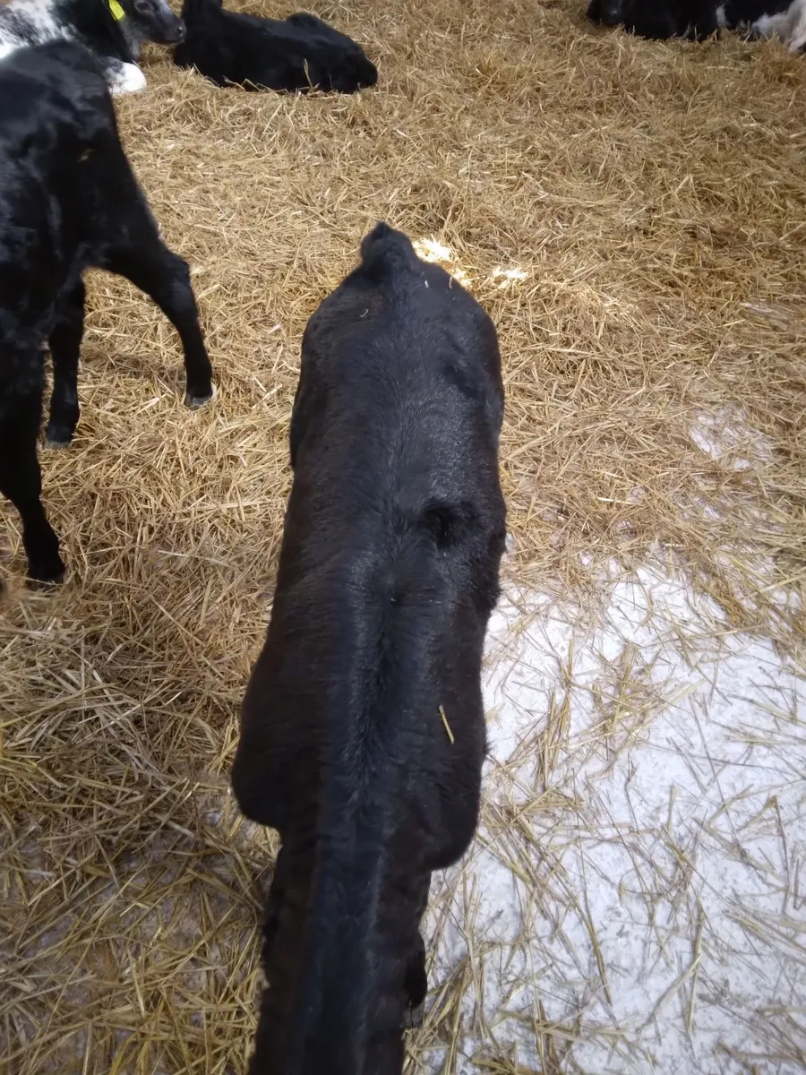 Aberdeen angus heifers - Image 3