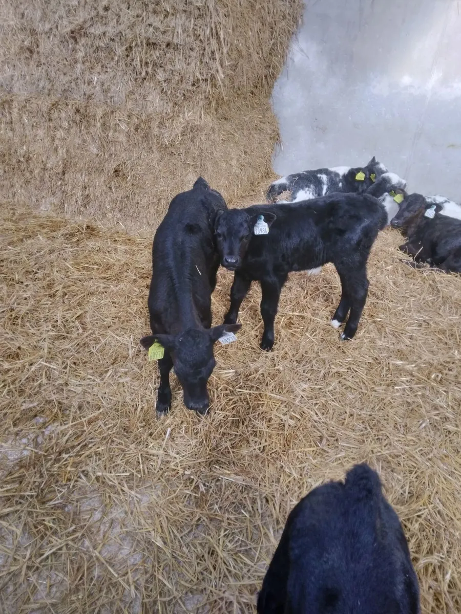 Aberdeen angus heifers - Image 4