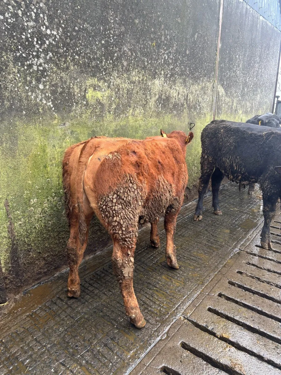 Weanling bullocks - Image 1