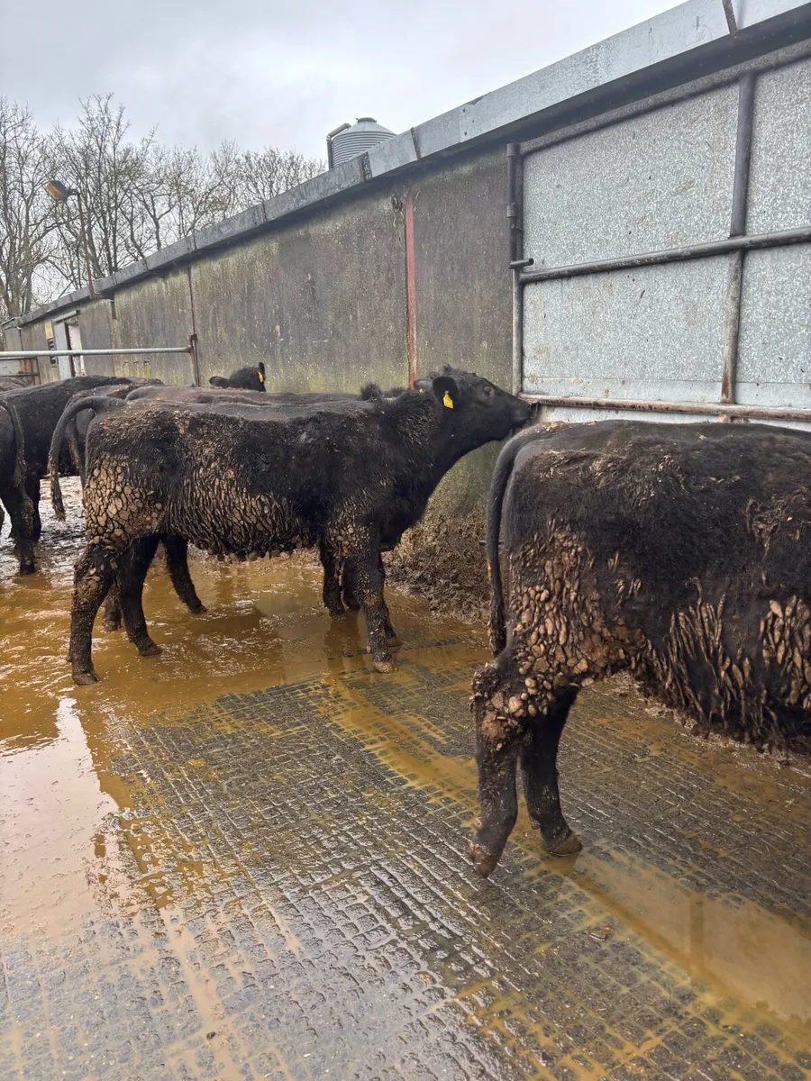 Weanling bullocks - Image 2