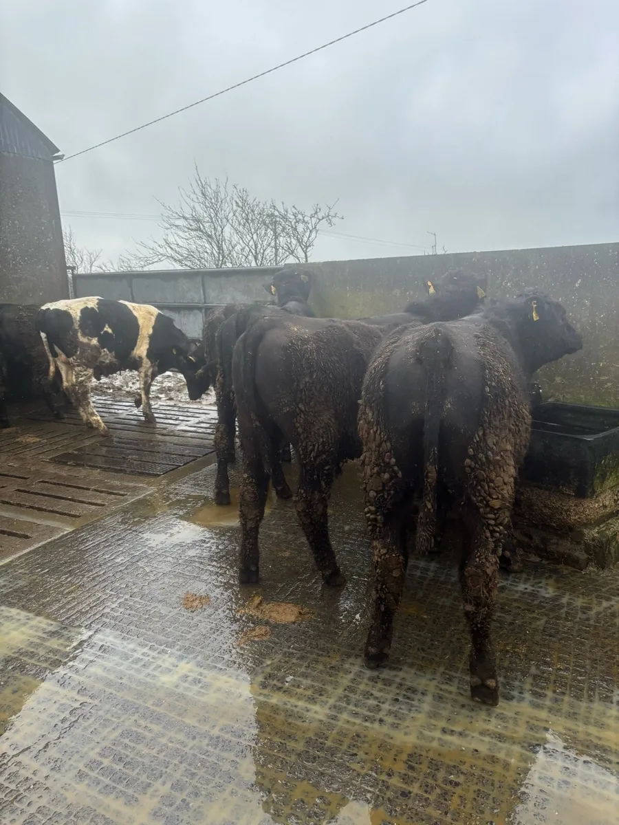 Weanling bullocks - Image 3