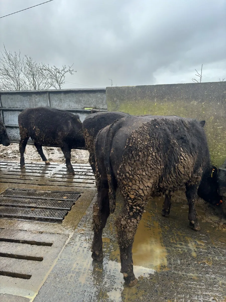 Weanling bullocks - Image 4