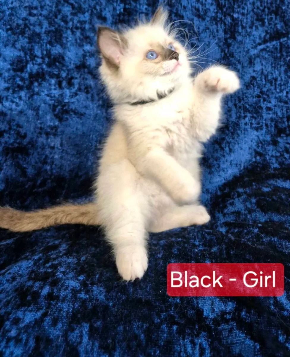 Ragdoll Kitten - Image 1