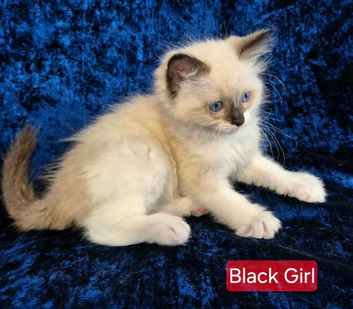 Ragdoll Kitten - Image 2