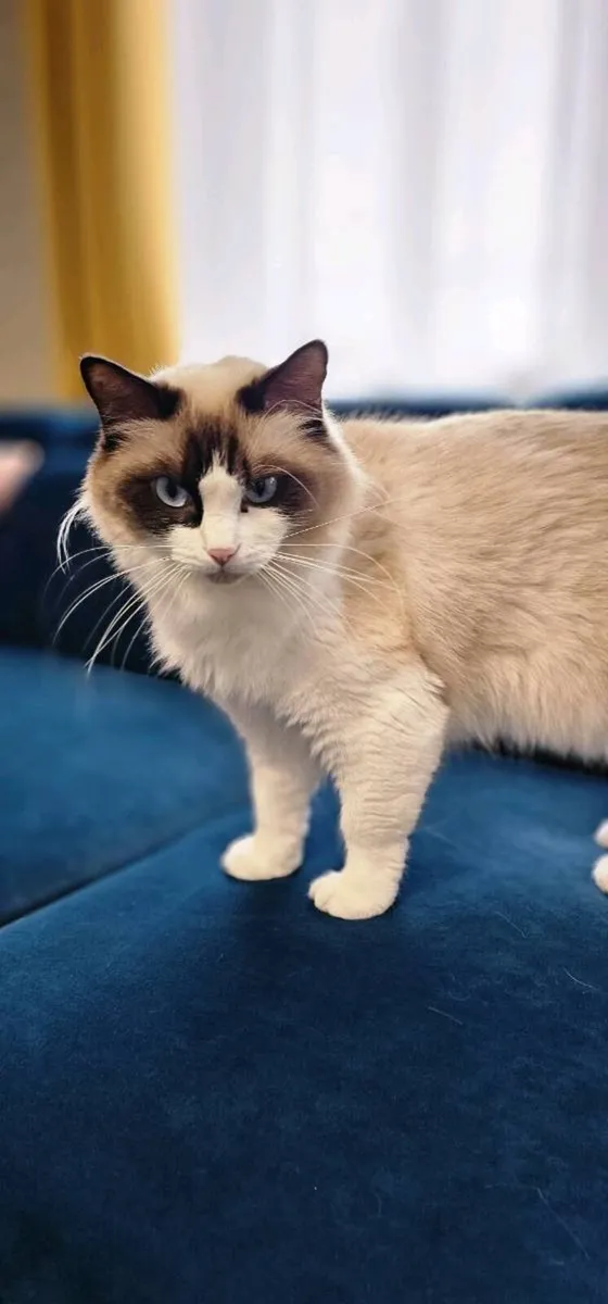 Ragdoll Kitten - Image 3